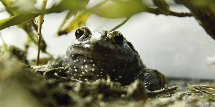 The $34 Trillion US Debt Is A Boiling Frog For The Economy